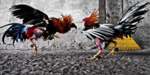 Bí Kíp Chơi Đá Gà GA28 Tại Fun88 Dễ Thắng Cho Tân Thủ