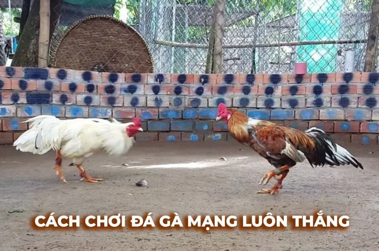Hướng Dẫn Chi Tiết Chơi Đá Gà Sabong Tại Fun88 Thắng Lớn