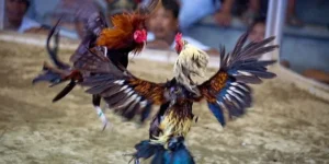 Hướng Dẫn Chi Tiết Chơi Đá Gà Sabong Tại Fun88 Thắng Lớn